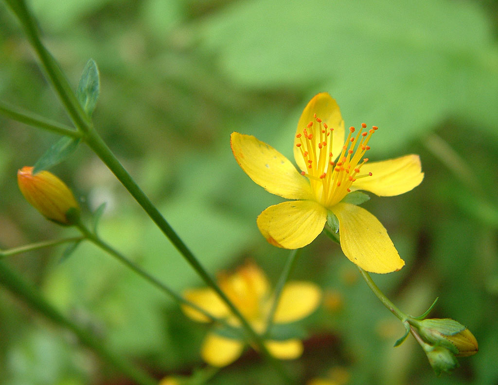 Fraai hertshooi - Hypericum pulchrum : Losse grammen