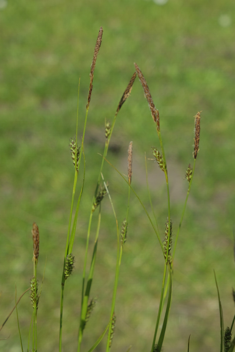 Blonde zegge - Carex hostiana : Zakje