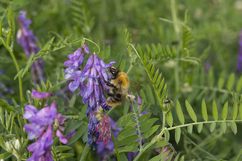 Vogelwikke - Vicia cracca : Losse grammen