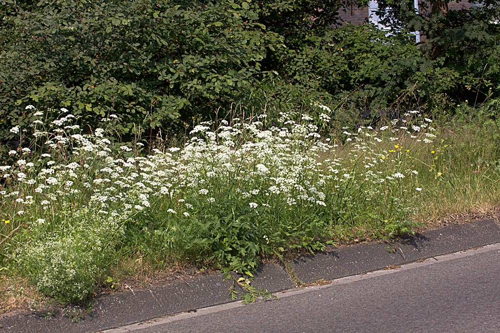 Grote bevernel - Pimpinella major : Plant in P9 pot