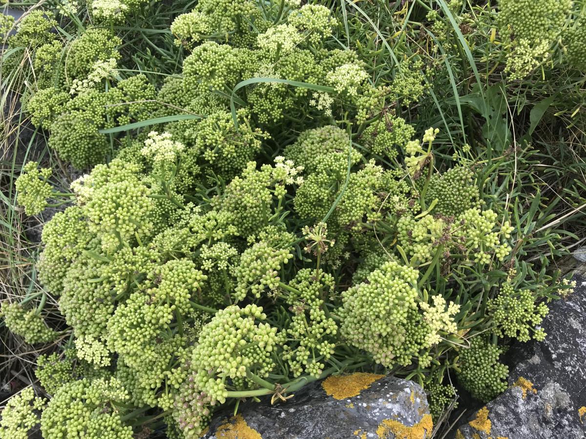 Zeevenkel - Crithmum maritimum : Losse grammen