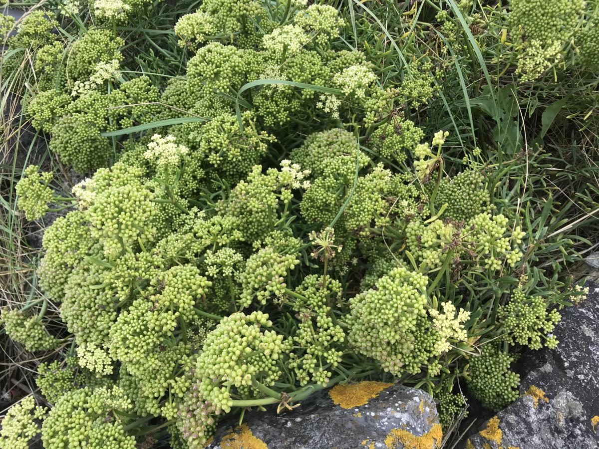 Zeevenkel - Crithmum maritimum : Plant in P9 pot Zeevenkel - Crithmum maritimum : Plant in P9 pot