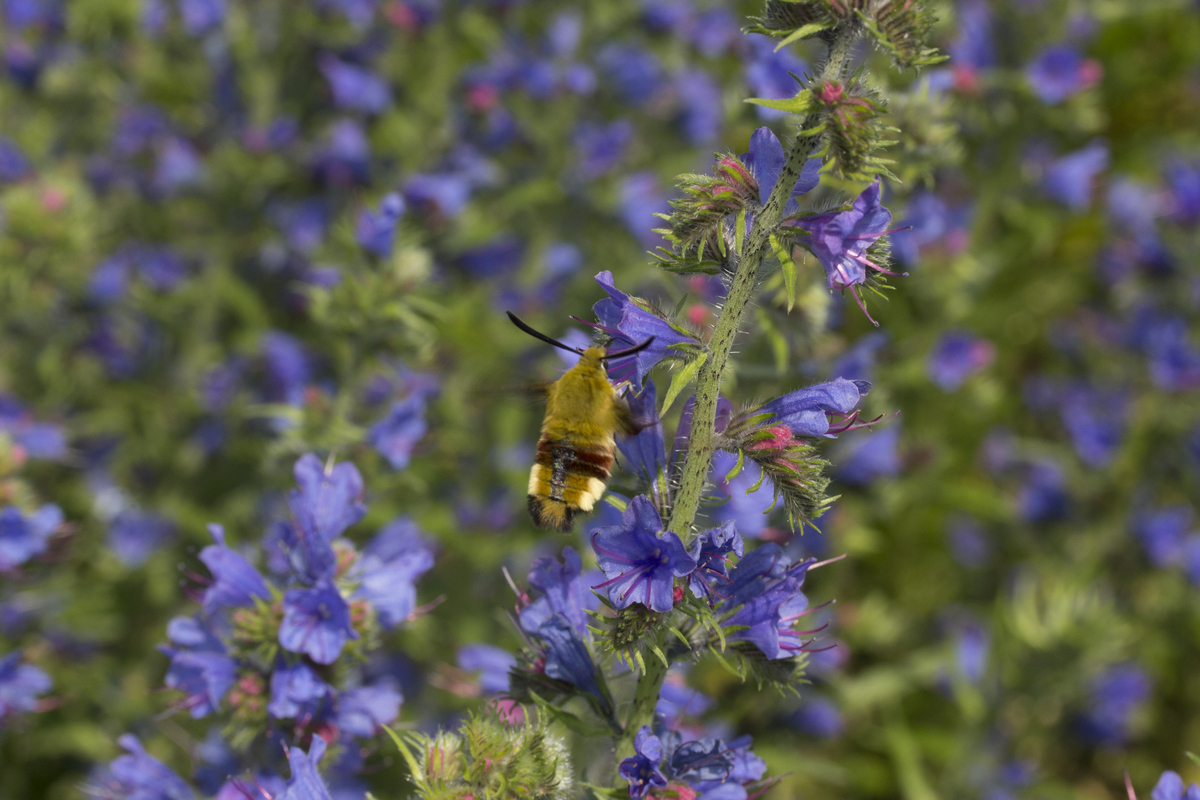 Slangenkruid - Echium vulgare : Losse grammen