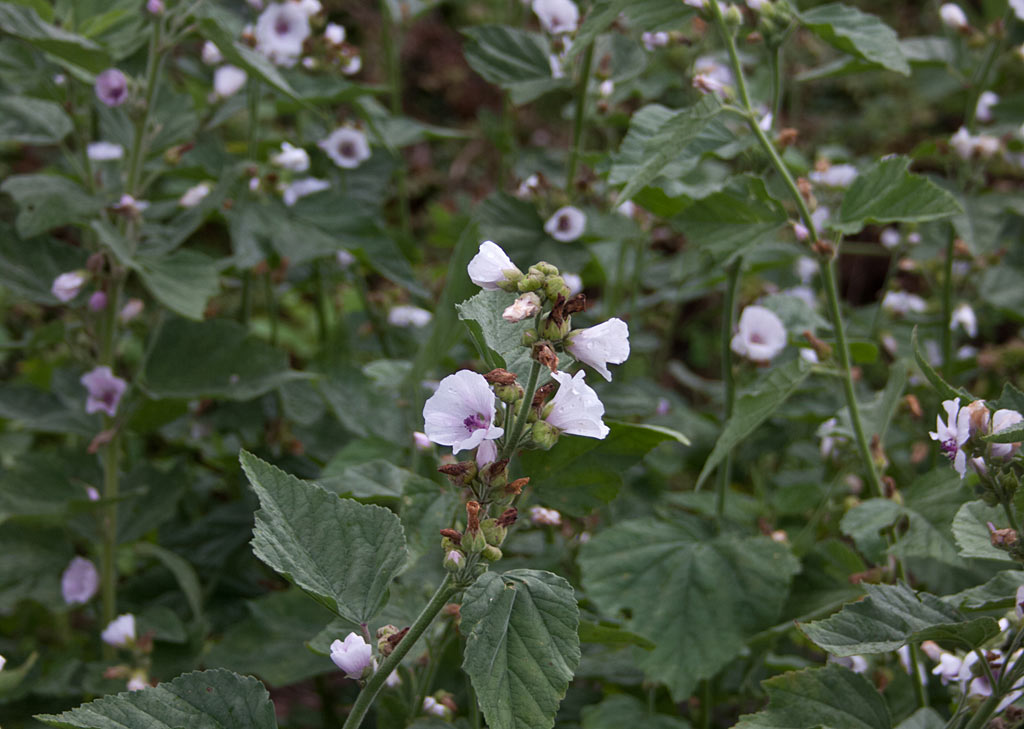 Heemst - Althaea officinalis : Plant in P9 pot