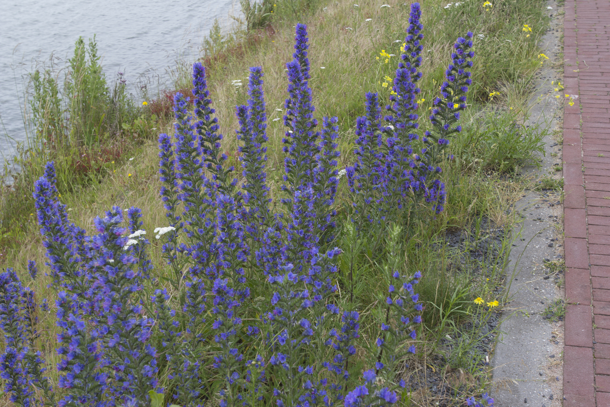 Slangenkruid - Echium vulgare : Losse grammen