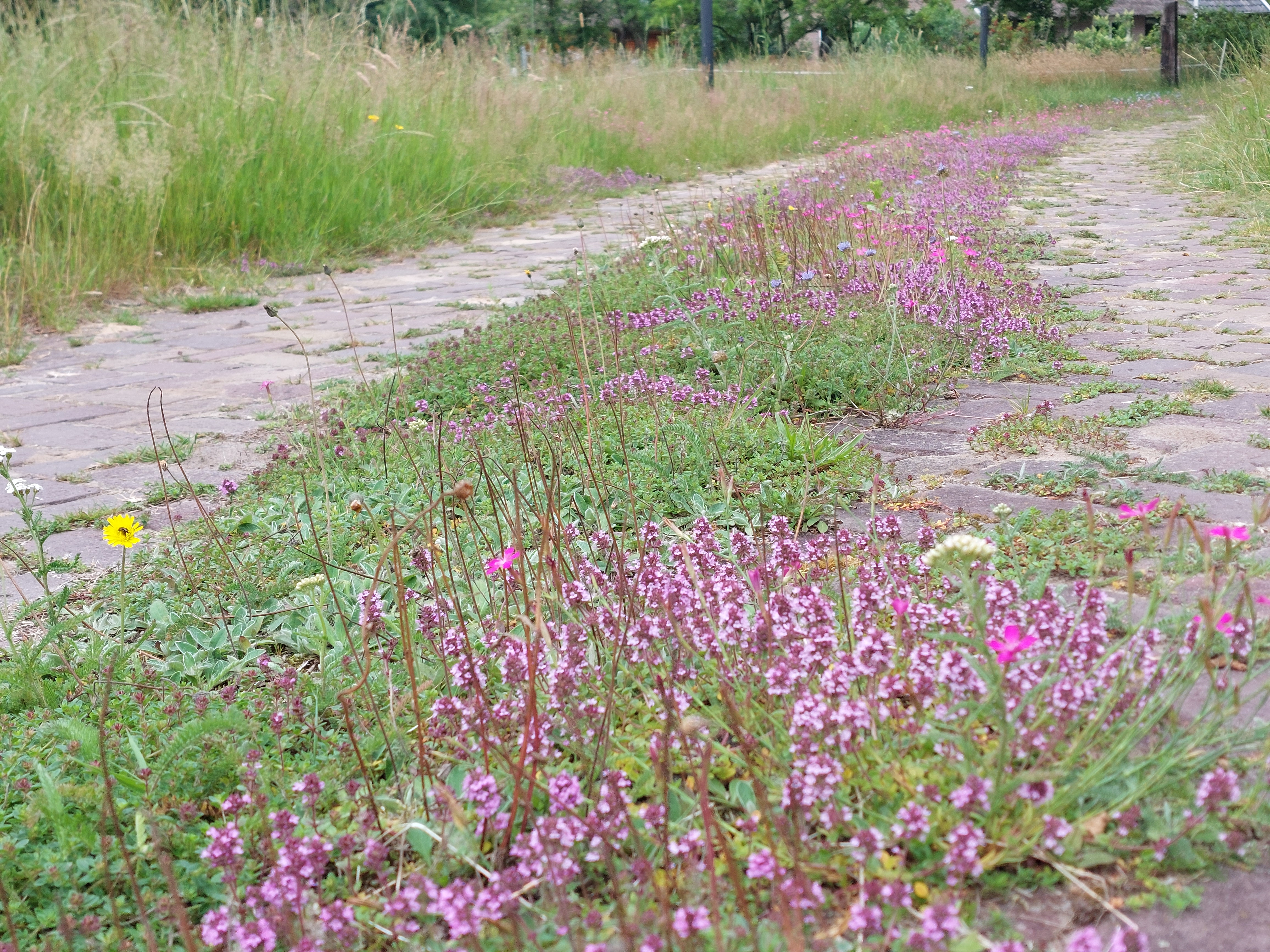 M6 Bloeiende voegen : losse grammen