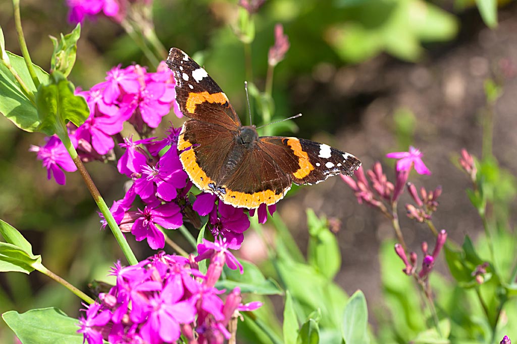 Pekbloem - Silene armeria : Zakje