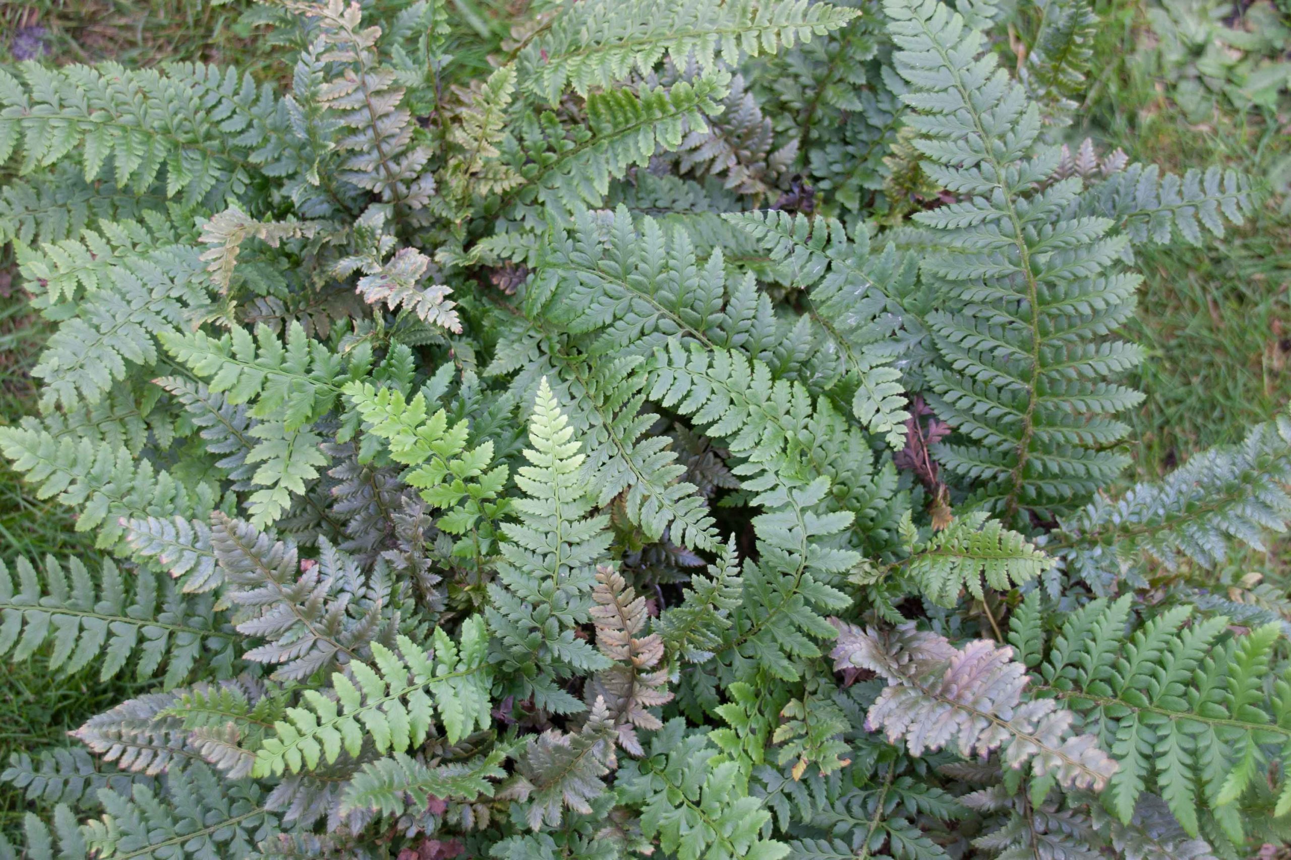 Stijve naaldvaren - Polystichum aculeatum : Plant in P9 pot