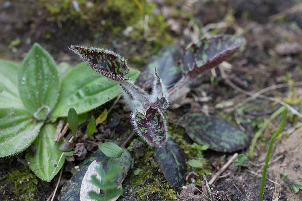 Dicht havikskruid - Hieracium sectie Vulgata : Plant in P9 pot