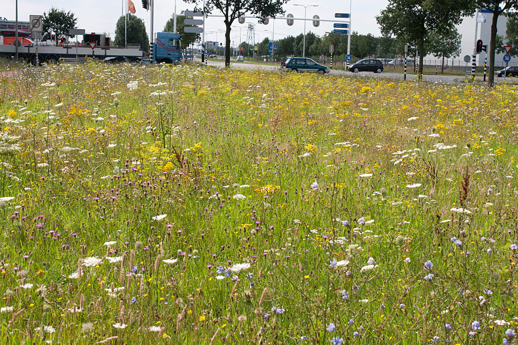 G2 Bloemrijk grasland - zware grond : Zakje voor 15-25M2