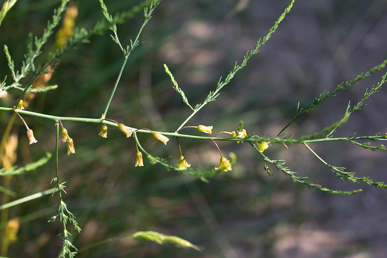 Asperge - Asparagus officinalis subsp. officinalis : Zakje