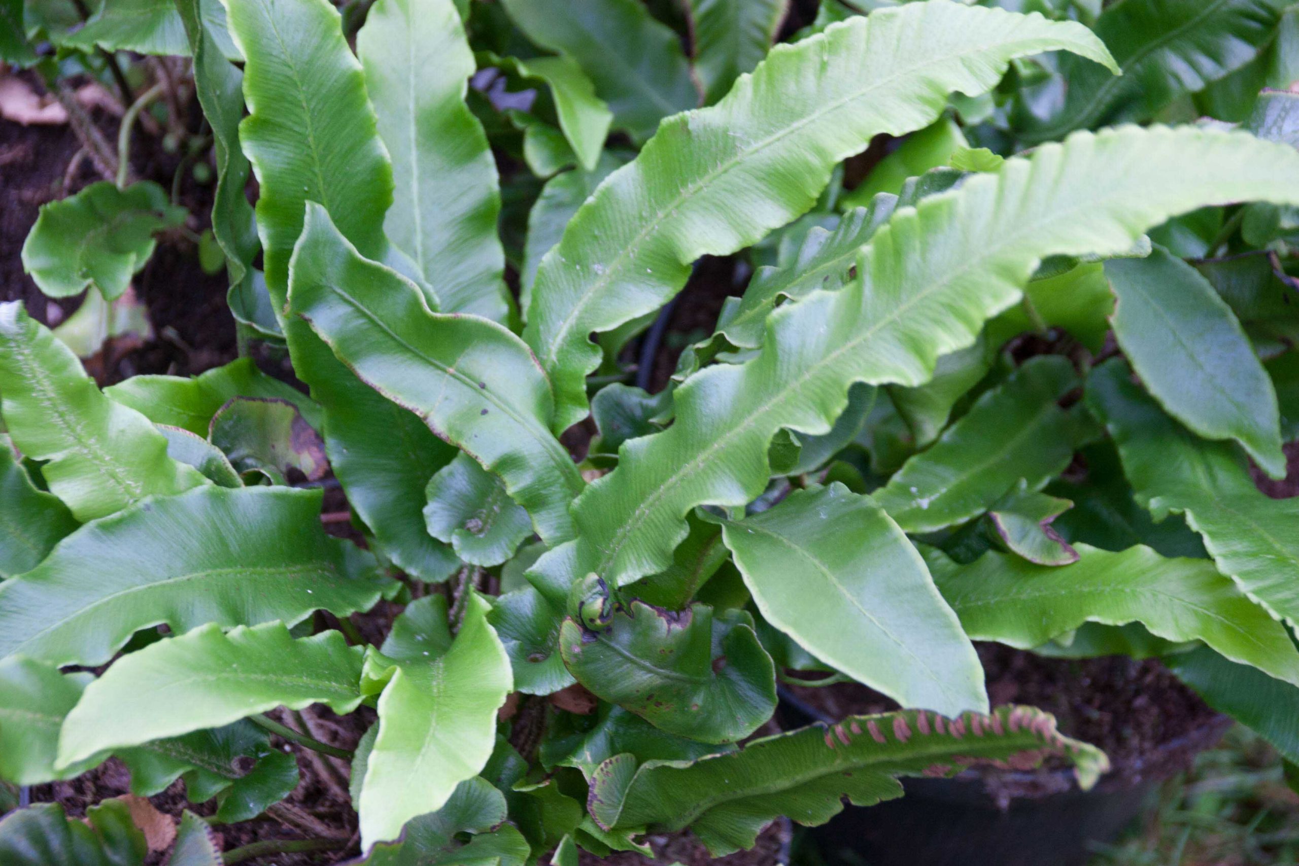 Tongvaren - Asplenium scolopendrium : Plant in P9 pot