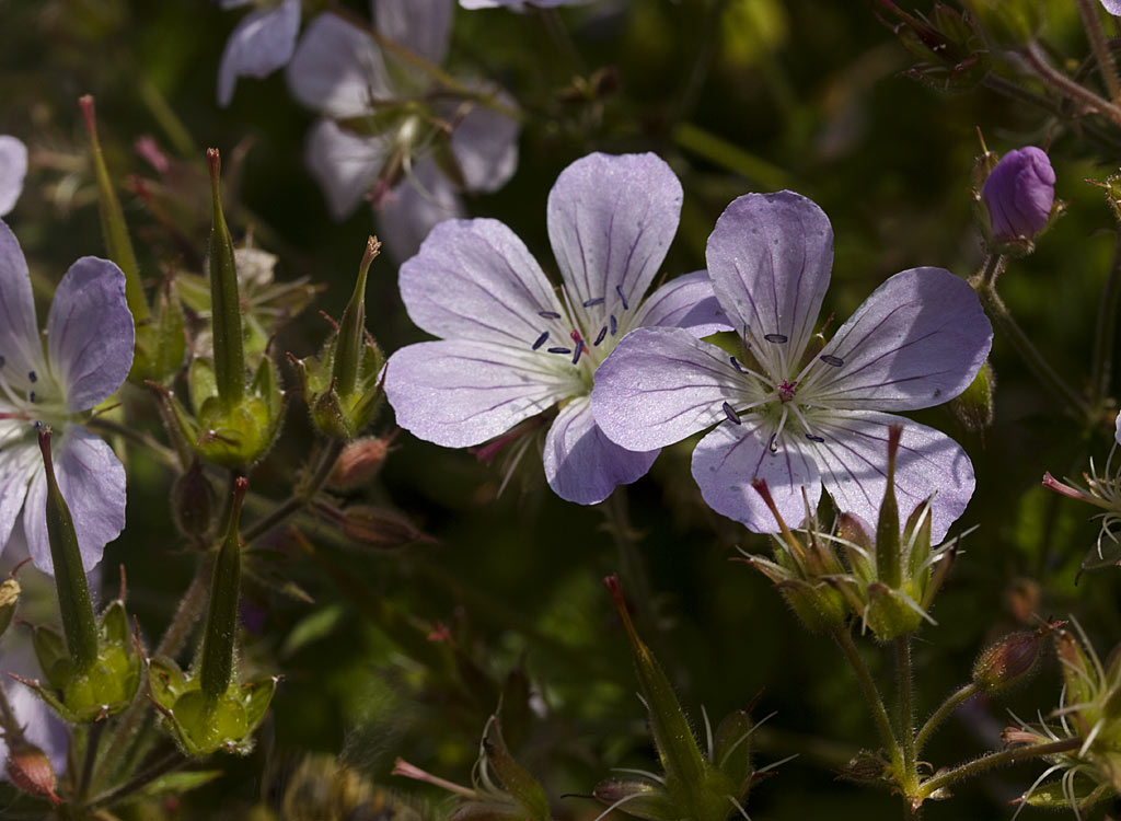 Bosooievaarsbek - Geranium sylvaticum : Losse grammen