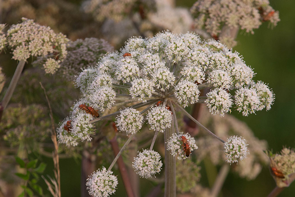 Gewone engelwortel - Angelica sylvestris : Plant in P9 pot