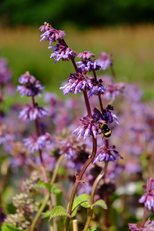 Kranssalie - Salvia verticillata : Plant in P9 pot