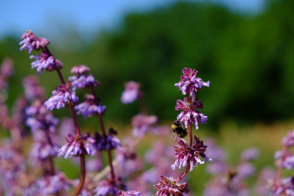 Kranssalie - Salvia verticillata : Plant in P9 pot