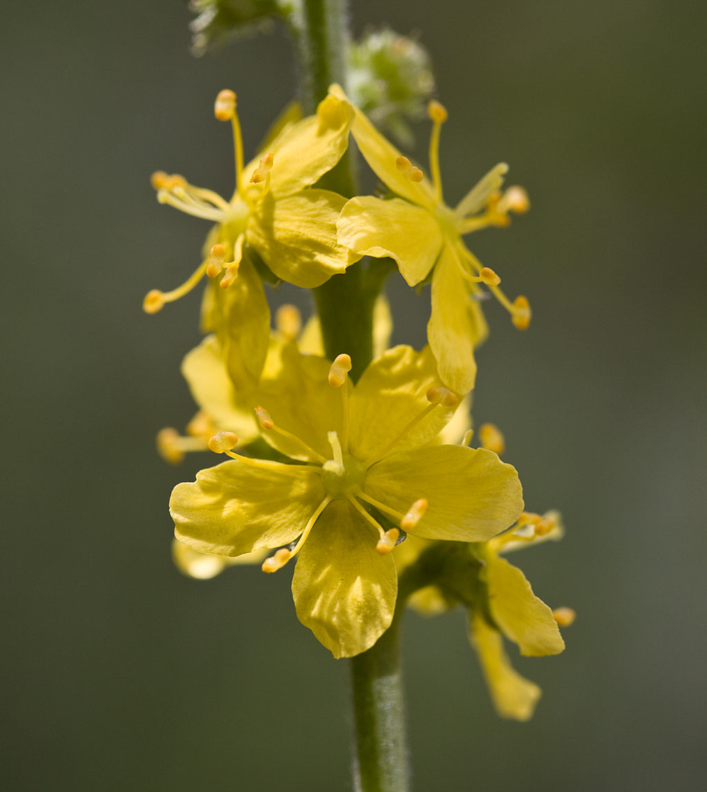 Gewone agrimonie - Agrimonia eupatoria : Plant in P9 pot