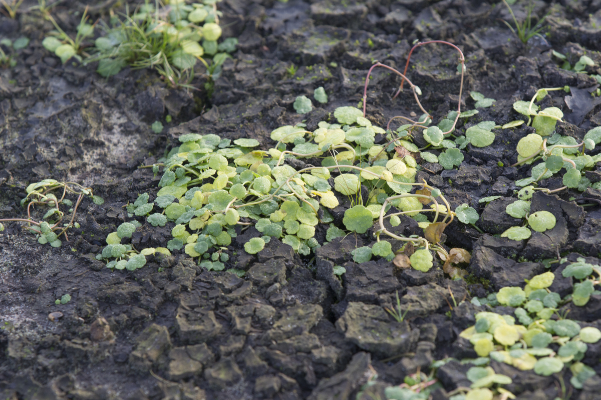 Gewone waternavel - Hydrocotyle vulgaris : Plant in P9 pot