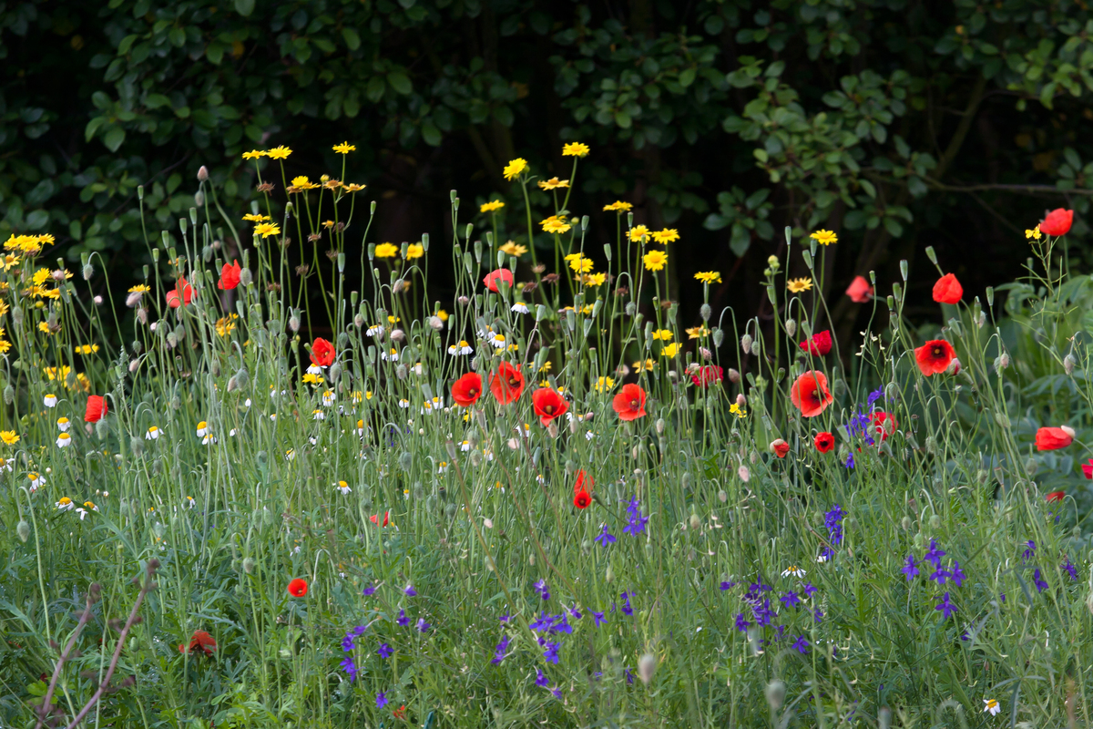 A6 Akkerbloemen : Losse grammen