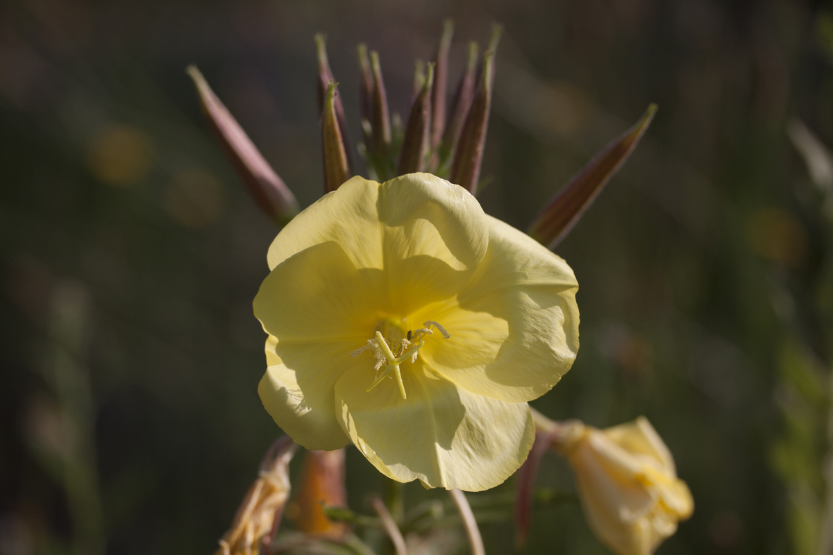 Grote teunisbloem - Oenothera glazioviana : Zakje