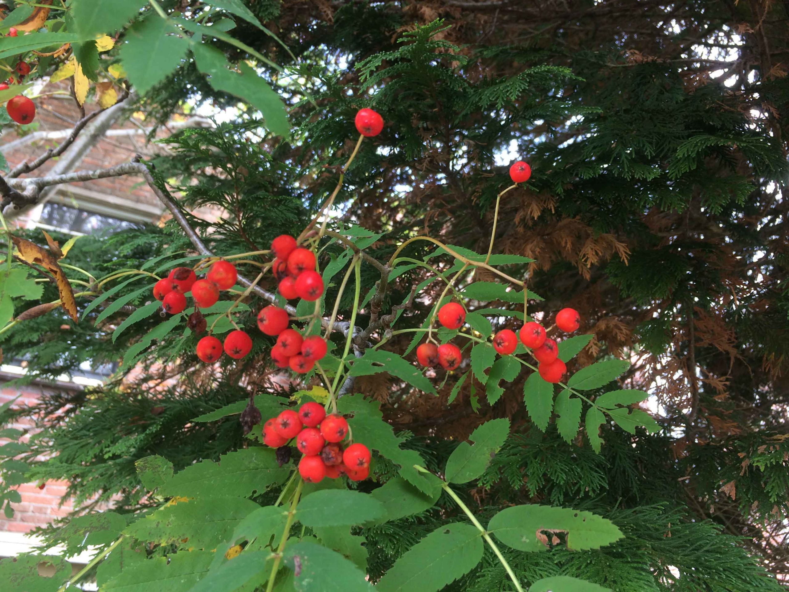 Lijsterbes - Sorbus aucuparia : Los stuk wortelgoed