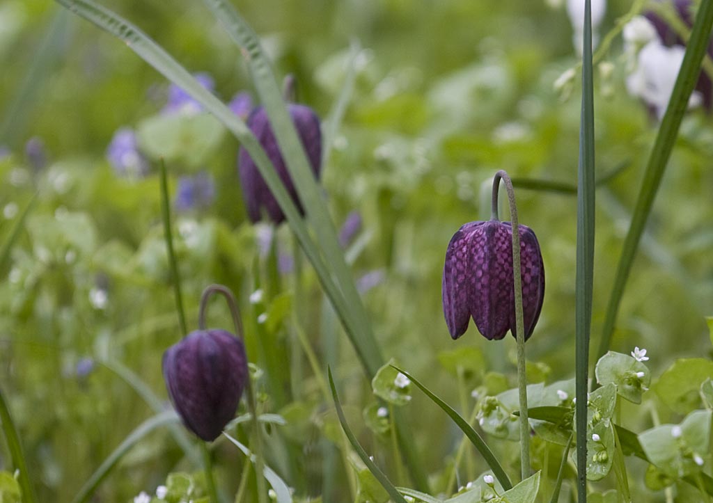 Wilde kievitsbloem - Fritillaria meleagris : Verpakking met 250 bollen