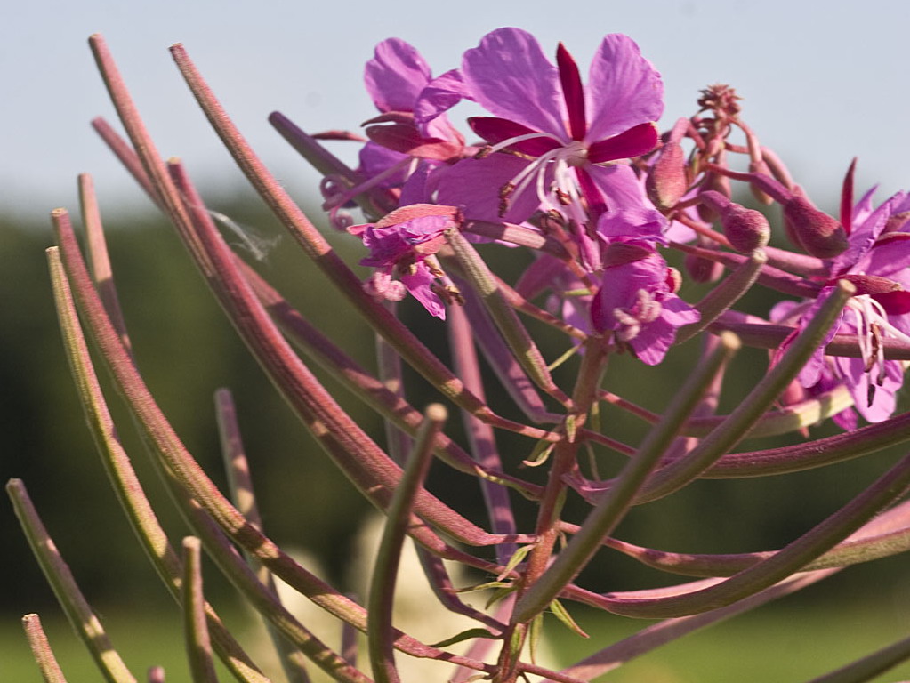 Wilgenroosje - Chamaenerion angustifolium : Plant in P9 pot