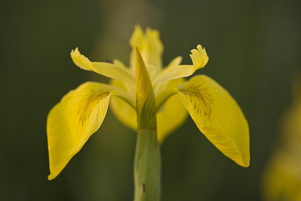 Gele lis - Iris pseudacorus : Losse grammen