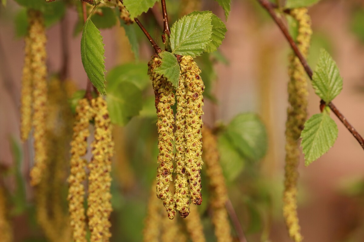Ruwe berk - Betula pendula : Los stuk wortelgoed