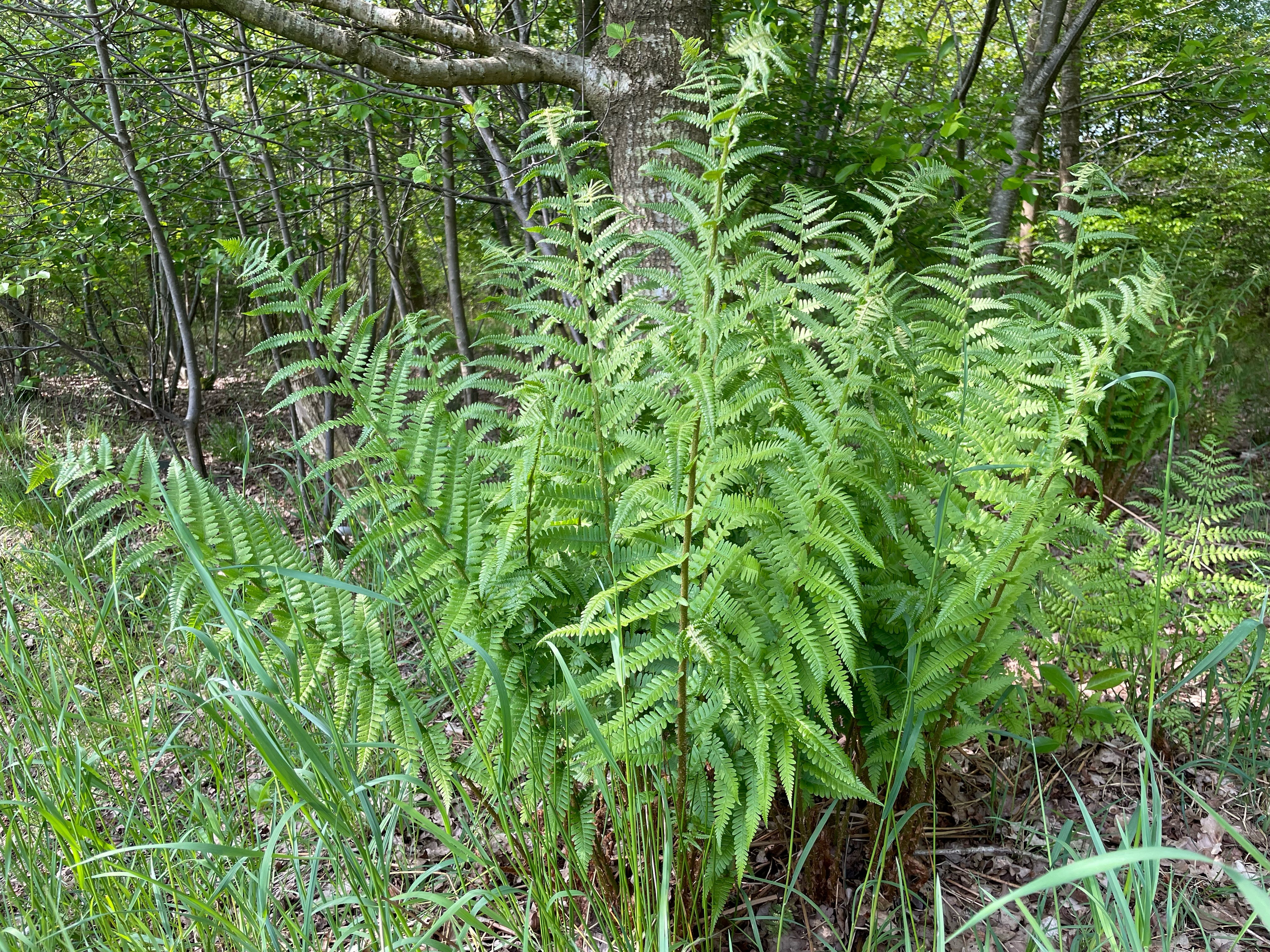 Mannetjesvaren - Dryopteris filix-mas : Plant in P9 pot