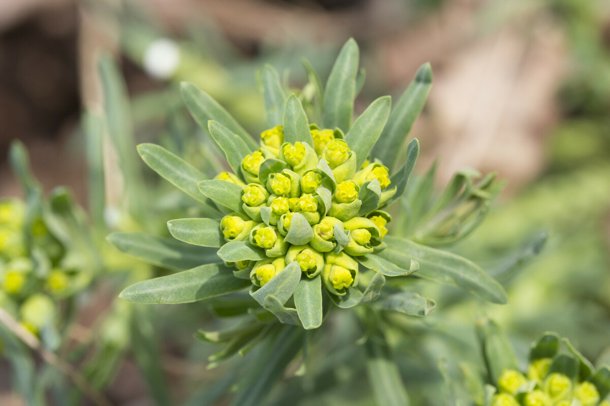 Cipreswolfsmelk - Euphorbia cyparissias : Plant in P9 pot