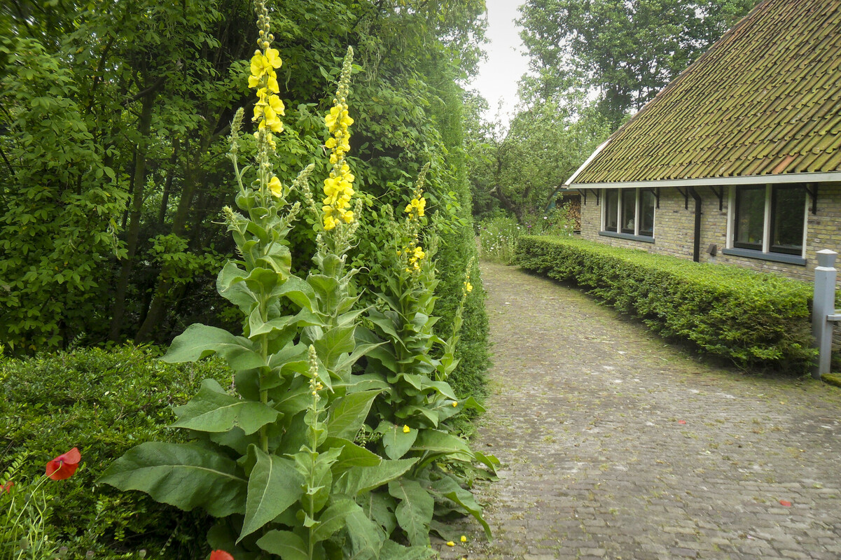 Stalkaars - Verbascum densiflorum : Losse grammen
