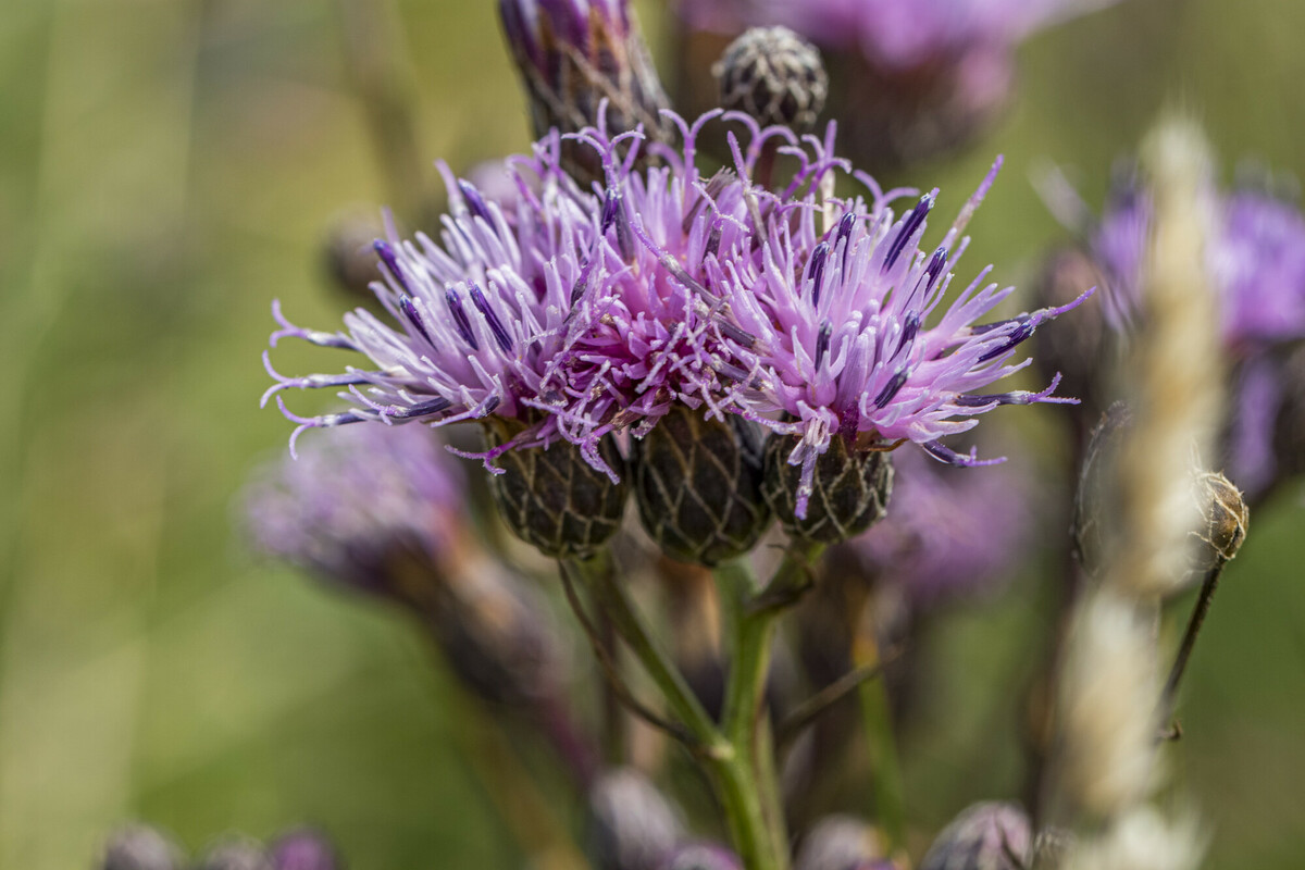 Zaagblad - Serratula tinctoria : Zakje