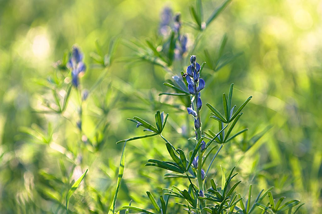 Blauwe lupine - Lupinus angustifolius : Zakje