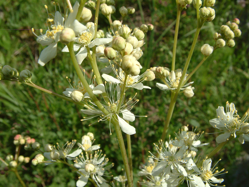 Knolspirea - Filipendula vulgaris : Zakje