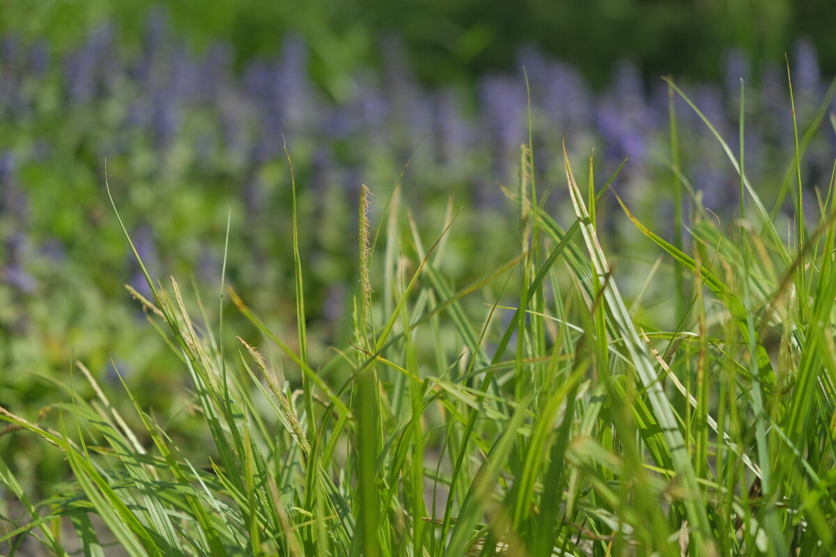 Slanke zegge - Carex strigosa : Zakje