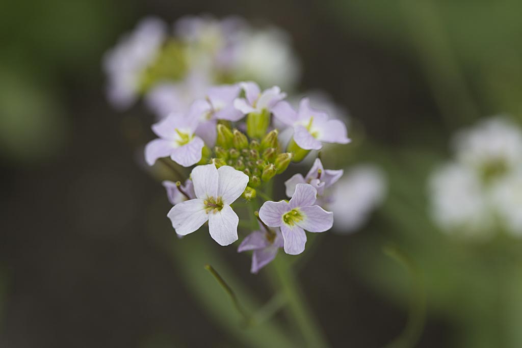 Rozetsteenkers - Arabidopsis arenosa : Losse grammen