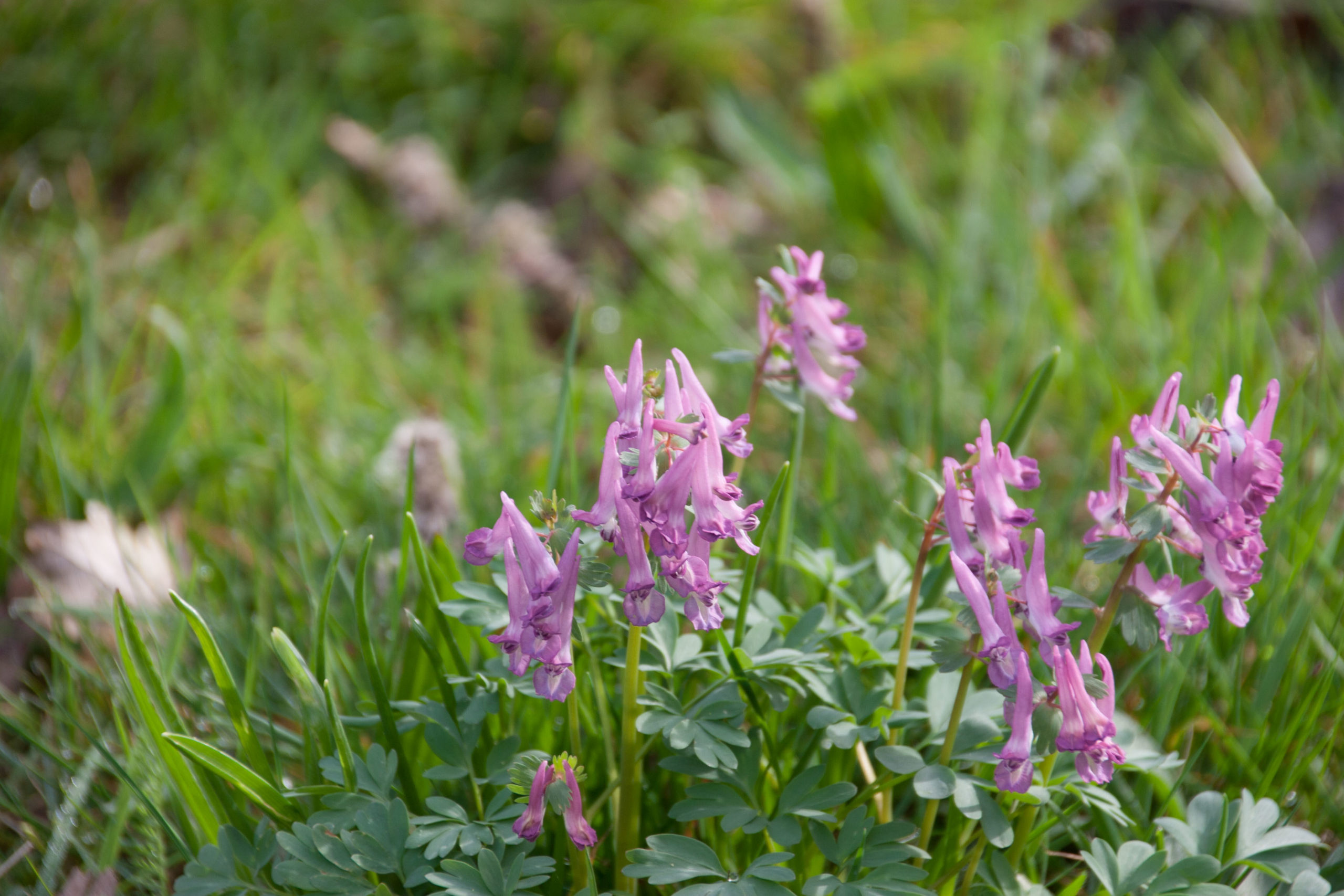 Vingerhelmbloem - Corydalis solida : Verpakking met 100 bollen