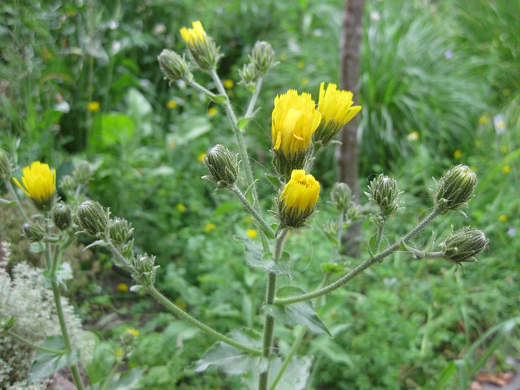 Stengelomvattend havikskruid - Hieracium sectie Amplexicaulia : Losse grammen