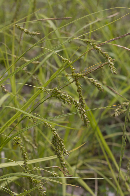 Boszegge - Carex sylvatica : Zakje