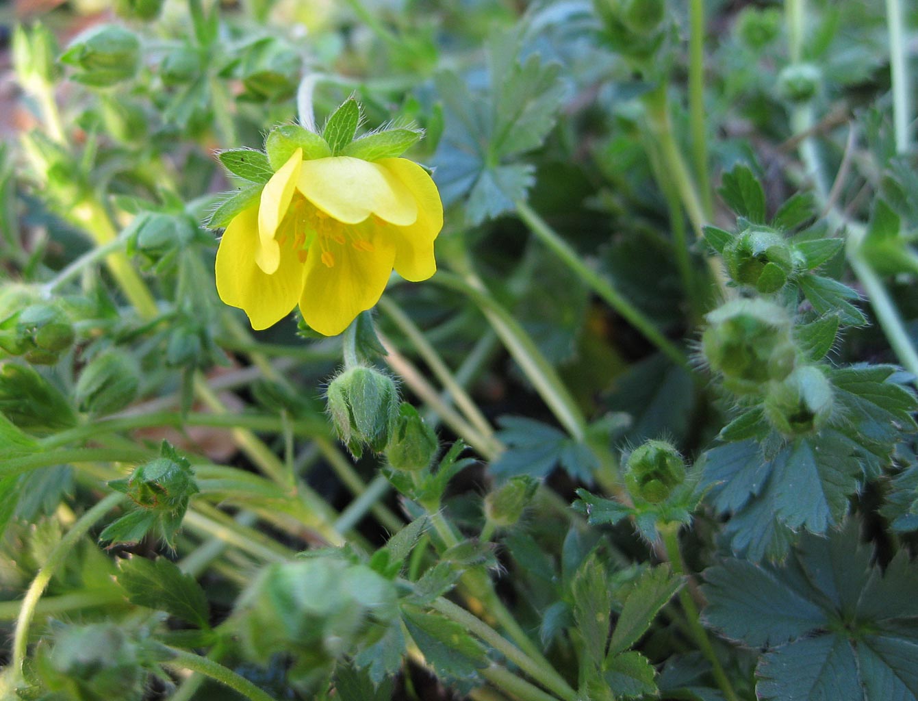 Voorjaarsganzerik - Potentilla verna : Losse grammen