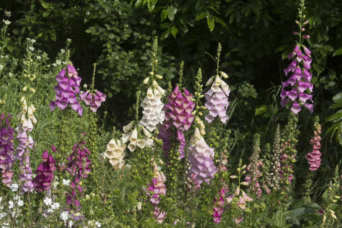 Vingerhoedskruid - Digitalis purpurea : Zakje