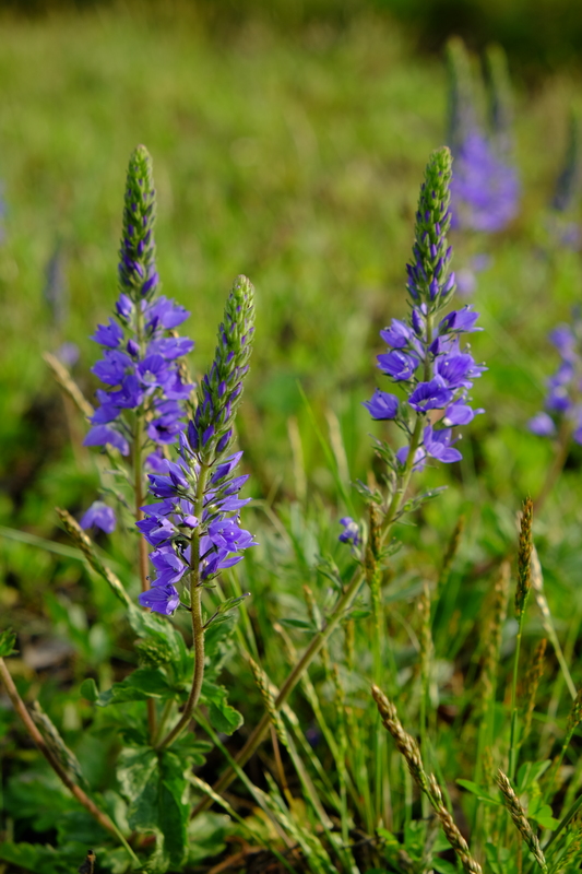 Brede ereprijs - Veronica austriaca subsp. teucrium : Zakje