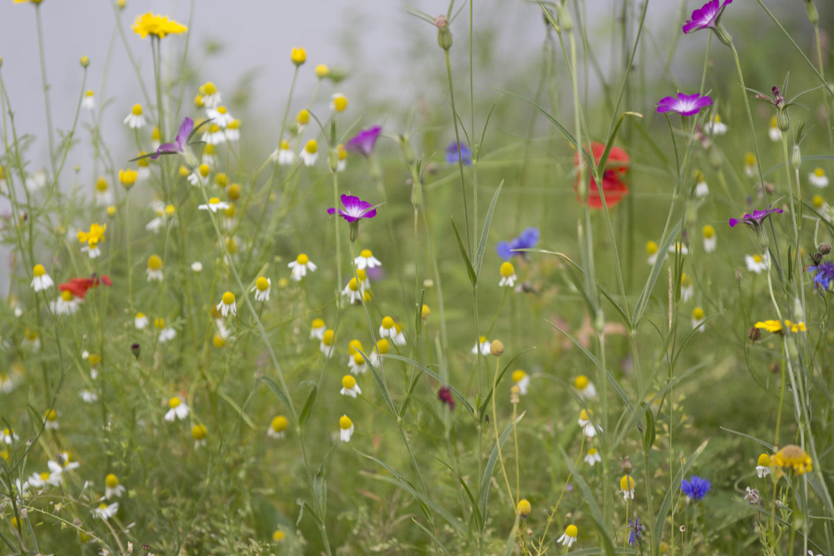 A6 Akkerbloemen