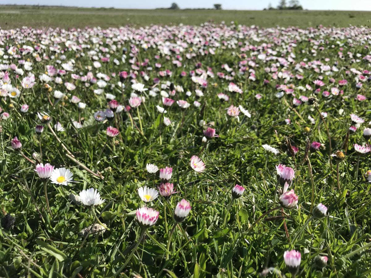 Madeliefje - Bellis perennis : Plant in P9 pot