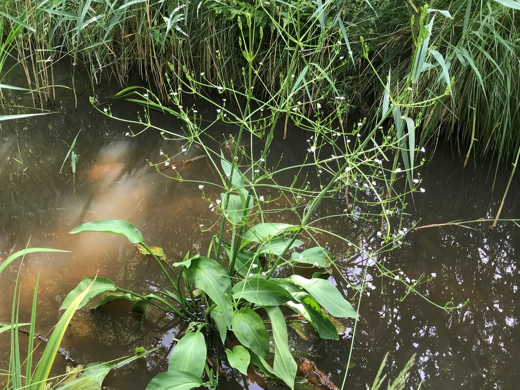 Grote Waterweegbree - Alisma plantago-aquatica : Plant in P9 pot