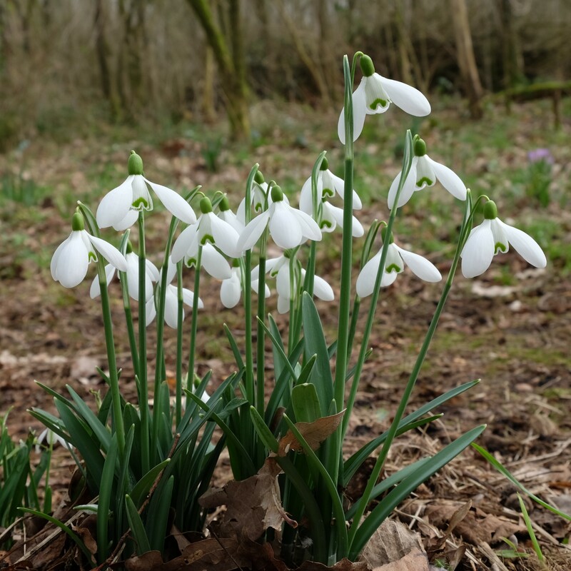 Gewoon sneeuwklokje - Galanthus nivalis : Verpakking met 10 bollen