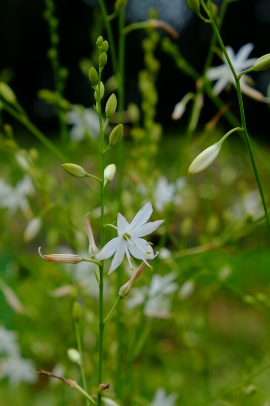 Graslelie - Anthericum liliago : Plant in P9 pot