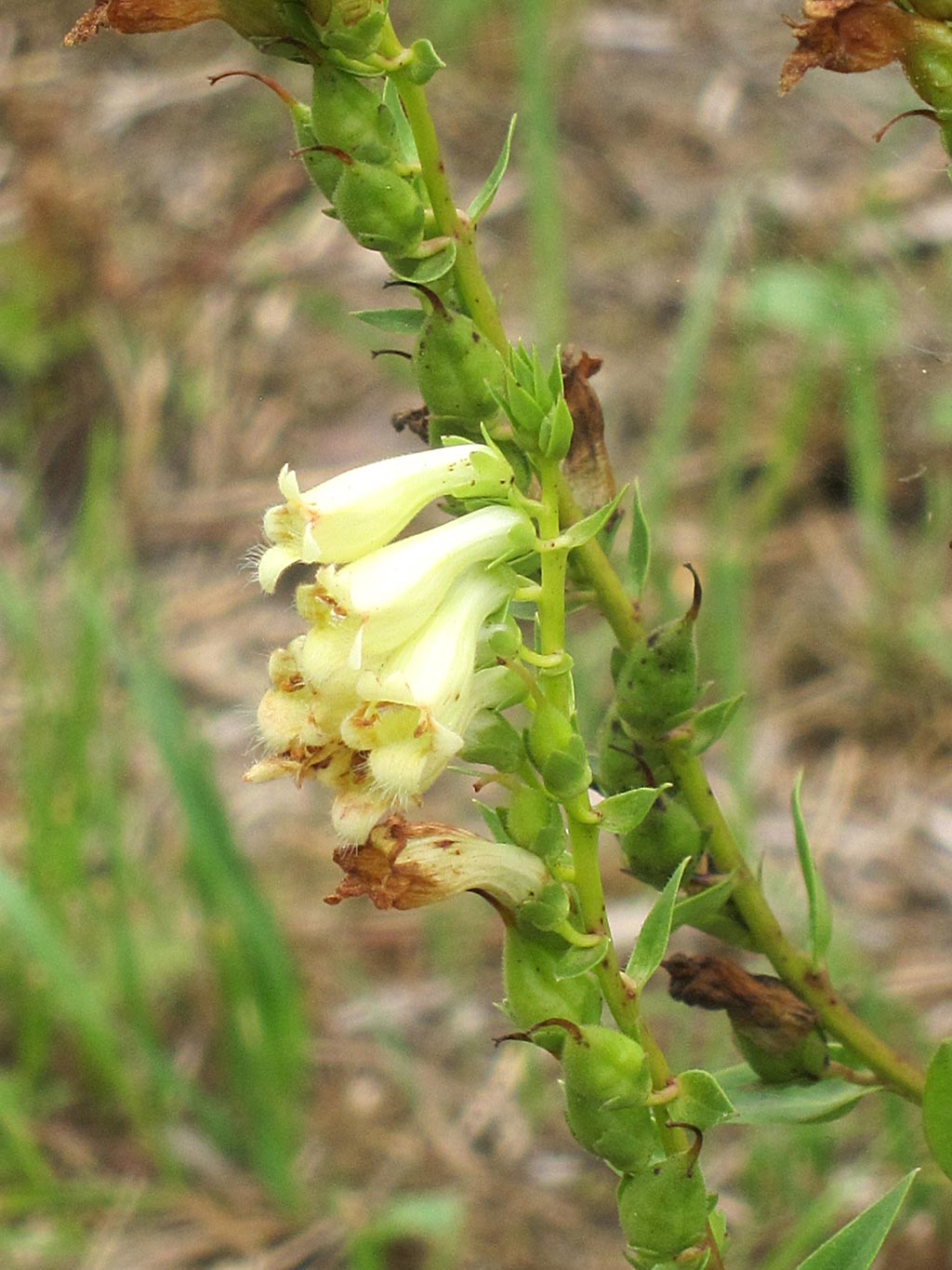 Geel vingerhoedskruid - Digitalis lutea : plant in P9 pot