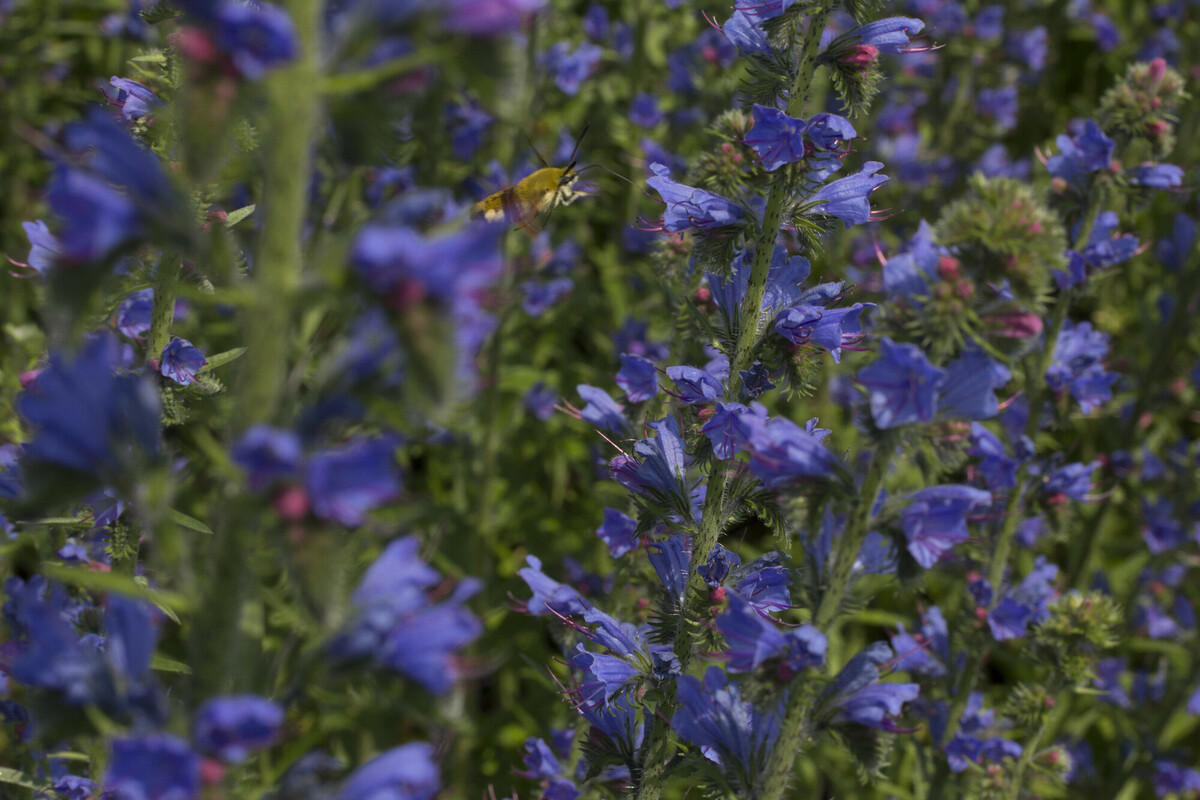 Slangenkruid - Echium vulgare : Losse grammen